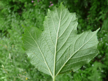 Verso de la feuille. Agrandir dans une nouvelle fenêtre (ou onglet)