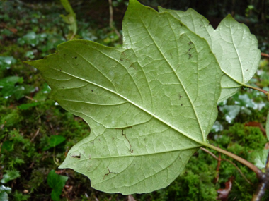 Verso de la feuille. Agrandir dans une nouvelle fenêtre (ou onglet)