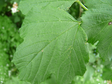 Grandes (jusqu'à 10 cm) feuilles opposées et  comportant 3 à 5 lobes. Leur pétiole est muni de 2 petites glandes verdâtres. Agrandir dans une nouvelle fenêtre (ou onglet)