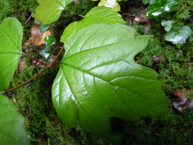 Grandes (jusqu'à 10 cm) feuilles opposées et  comportant 3 à 5 lobes. Leur pétiole est muni de 2 petites glandes verdâtres. Agrandir dans une nouvelle fenêtre (ou onglet)