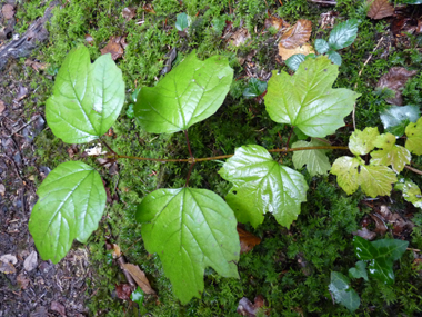 Grandes (jusqu'à 10 cm) feuilles opposées et  comportant 3 à 5 lobes. Leur pétiole est muni de 2 petites glandes verdâtres. Agrandir dans une nouvelle fenêtre (ou onglet)