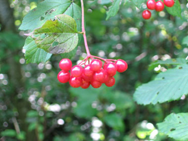 Fruits vénéneux allant progressivement du jaune au rouge et restant sur l'arbre tout l'hiver (car non mangés par les oiseaux). Agrandir dans une nouvelle fenêtre (ou onglet)