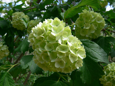 Fleurs blanches groupées en un corymbe de 5 à 10 cm de diamètre. Agrandir dans une nouvelle fenêtre (ou onglet)