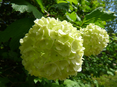 Fleurs blanches groupées en un corymbe de 5 à 10 cm de diamètre. Agrandir dans une nouvelle fenêtre (ou onglet)