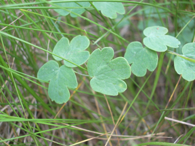 Feuilles alternes à contour triangulaire et dont le dessous est glauque. Agrandir dans une nouvelle fenêtre (ou onglet)