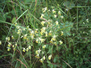 Très nombreuses petites fleurs pendantes regroupées en panicules. De couleur allant du verdâtre au jaunâtre, elles sont dotées d'étamines très développées mais dépourvues de corolle. Agrandir dans une nouvelle fenêtre (ou onglet)