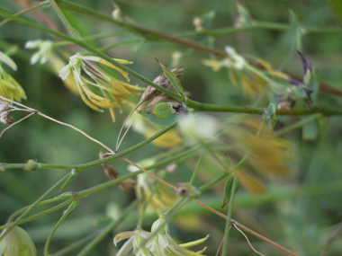 Très nombreuses petites fleurs pendantes regroupées en panicules. De couleur allant du verdâtre au jaunâtre, elles sont dotées d'étamines très développées mais dépourvues de corolle. Agrandir dans une nouvelle fenêtre (ou onglet)