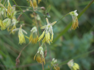 Très nombreuses petites fleurs pendantes regroupées en panicules. De couleur allant du verdâtre au jaunâtre, elles sont dotées d'étamines très développées mais dépourvues de corolle. Agrandir dans une nouvelle fenêtre (ou onglet)