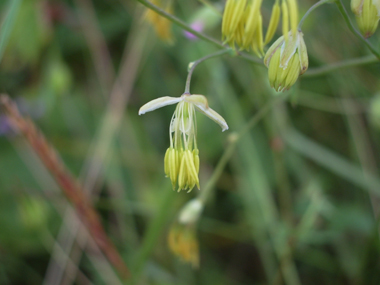 Très nombreuses petites fleurs pendantes regroupées en panicules. De couleur allant du verdâtre au jaunâtre, elles sont dotées d'étamines très développées mais dépourvues de corolle. Agrandir dans une nouvelle fenêtre (ou onglet)