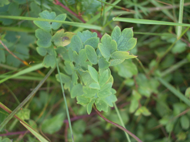 Feuilles alternes à contour triangulaire et dont le dessous est glauque. Agrandir dans une nouvelle fenêtre (ou onglet)