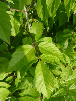 Feuilles opposées, composées imparipennées et comportant de 3 à 7 folioles irrégulièrement dentées. Agrandir dans une nouvelle fenêtre (ou onglet)