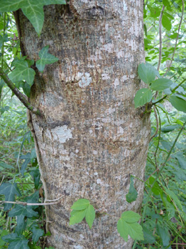 Ecorce se crevassant avec l'âge. Agrandir dans une nouvelle fenêtre (ou onglet)