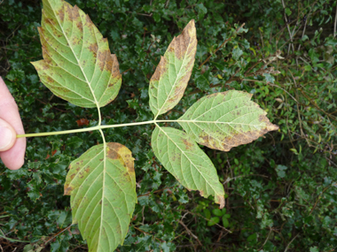 Verso de la feuille. Agrandir dans une nouvelle fenêtre ou onglet)