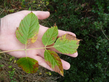 Feuilles opposées, composées imparipennées et comportant de 3 à 7 folioles irrégulièrement dentées. Agrandir dans une nouvelle fenêtre (ou onglet)