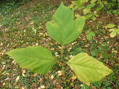 Feuilles opposées, composées imparipennées et comportant de 3 à 7 folioles irrégulièrement dentées. Agrandir dans une nouvelle fenêtre (ou onglet)