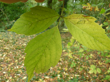 Feuilles opposées, composées imparipennées et comportant de 3 à 7 folioles irrégulièrement dentées. Agrandir dans une nouvelle fenêtre (ou onglet)