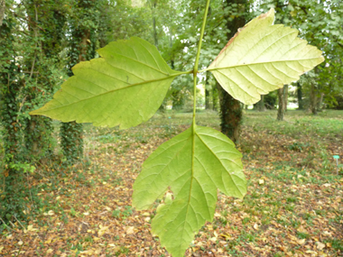 Verso de la feuille. Agrandir dans une nouvelle fenêtre ou onglet)