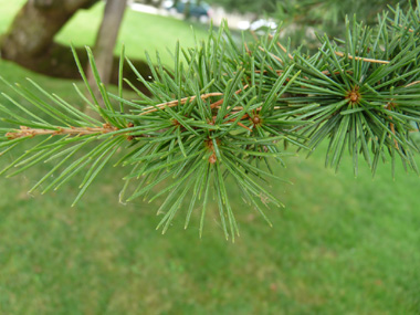 Petites feuilles à section presque carrée donnant un feuillage vert bleuté. Agrandir dans une nouvelle fenêtre (ou onglet)