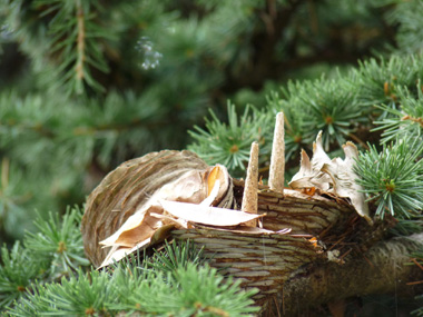 Cônes dressés formant de petits tonneaux pouvant aller jusqu'à 10 cm de long pour 7 cm de large et se désarticulant sur l'arbre au bout de 2 ou 3 ans. Agrandir dans une nouvelle fenêtre (ou onglet)