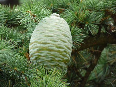 Cônes dressés formant de petits tonneaux pouvant aller jusqu'à 10 cm de long pour 7 cm de large et se désarticulant sur l'arbre au bout de 2 ou 3 ans. Agrandir dans une nouvelle fenêtre (ou onglet)