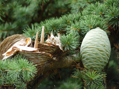 Cônes dressés formant de petits tonneaux pouvant aller jusqu'à 10 cm de long pour 7 cm de large et se désarticulant sur l'arbre au bout de 2 ou 3 ans. Agrandir dans une nouvelle fenêtre (ou onglet)