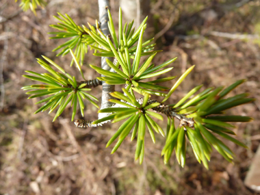 Petites feuilles à section presque carrée donnant un feuillage vert bleuté. Agrandir dans une nouvelle fenêtre (ou onglet)