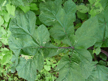 Très grandes feuilles alternes souvent pubescentes comportant de 3 à 7 larges folioles blanchâtres en dessous. La gaine ventrue de chaque feuille entoure la tige. Agrandir dans une nouvelle fenêtre (ou onglet)