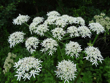 Fleurs blanches groupées en de grandes ombelles aplaties et dégageant une odeur proche de celle de l'urine. Agrandir dans une nouvelle fenêtre (ou onglet)