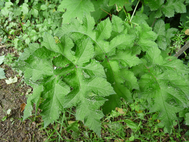 Très grandes feuilles alternes souvent pubescentes comportant de 3 à 7 larges folioles blanchâtres en dessous. La gaine ventrue de chaque feuille entoure la tige. Agrandir dans une nouvelle fenêtre (ou onglet)