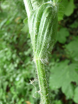 Tige ramifiée et poilue. Très cannelée, elle semble robuste. Agrandir dans une nouvelle fenêtre (ou onglet)