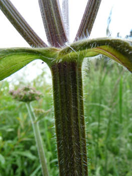 Tige ramifiée et poilue. Très cannelée, elle semble robuste. Agrandir dans une nouvelle fenêtre (ou onglet)