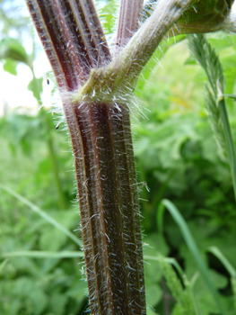 Tige ramifiée et poilue. Très cannelée, elle semble robuste. Agrandir dans une nouvelle fenêtre (ou onglet)