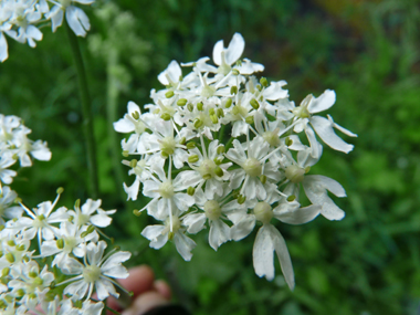 Fleurs blanches groupées en de grandes ombelles aplaties et dégageant une odeur proche de celle de l'urine. Agrandir dans une nouvelle fenêtre (ou onglet)