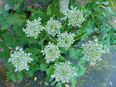 Fleurs blanches groupées en de grandes ombelles aplaties et dégageant une odeur proche de celle de l'urine. Agrandir dans une nouvelle fenêtre (ou onglet)