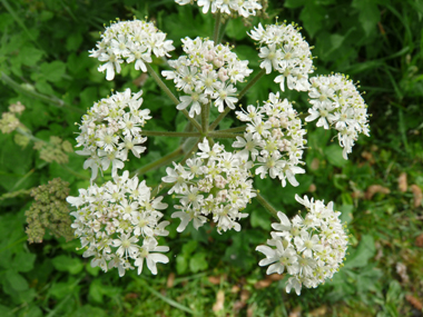 Fleurs blanches groupées en de grandes ombelles aplaties et dégageant une odeur proche de celle de l'urine. Agrandir dans une nouvelle fenêtre (ou onglet)