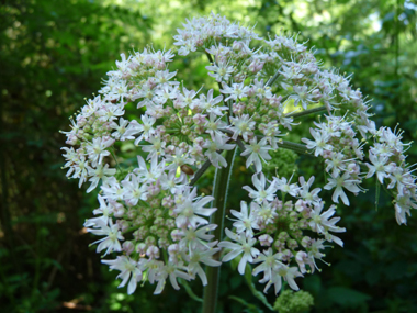 Fleurs blanches groupées en de grandes ombelles aplaties et dégageant une odeur proche de celle de l'urine. Agrandir dans une nouvelle fenêtre (ou onglet)