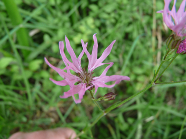 Fleurs roses caractéristiques : ses 5 pétales ressemblant chacune à une improbable palme découpée en 4 parties. Agrandir dans une nouvelle fenêtre (ou onglet)