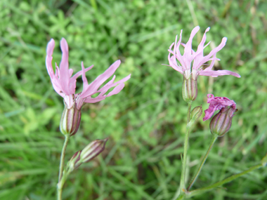 Fleurs roses caractéristiques : ses 5 pétales ressemblant chacune à une improbable palme découpée en 4 parties. Agrandir dans une nouvelle fenêtre (ou onglet)