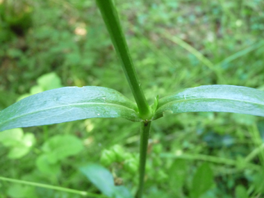 Feuilles lancéolées opposées. Agrandir dans une nouvelle fenêtre (ou onglet)