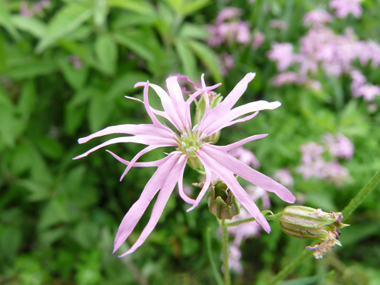 Fleurs roses caractéristiques : ses 5 pétales ressemblant chacune à une improbable palme découpée en 4 parties. Agrandir dans une nouvelle fenêtre (ou onglet)