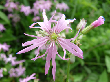 Fleurs roses caractéristiques : ses 5 pétales ressemblant chacune à une improbable palme découpée en 4 parties. Agrandir dans une nouvelle fenêtre (ou onglet)