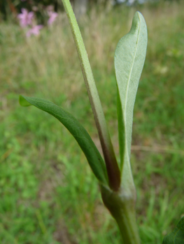 Feuilles lancéolées opposées. Agrandir dans une nouvelle fenêtre (ou onglet)