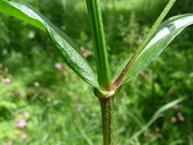 Feuilles lancéolées opposées. Agrandir dans une nouvelle fenêtre (ou onglet)