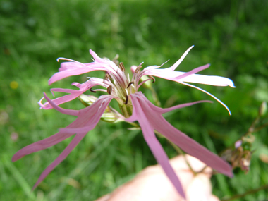 Fleurs roses caractéristiques : ses 5 pétales ressemblant chacune à une improbable palme découpée en 4 parties. Agrandir dans une nouvelle fenêtre (ou onglet)