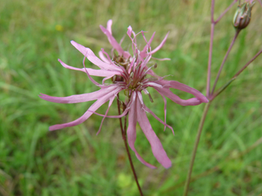 Fleurs roses caractéristiques : ses 5 pétales ressemblant chacune à une improbable palme découpée en 4 parties. Agrandir dans une nouvelle fenêtre (ou onglet)