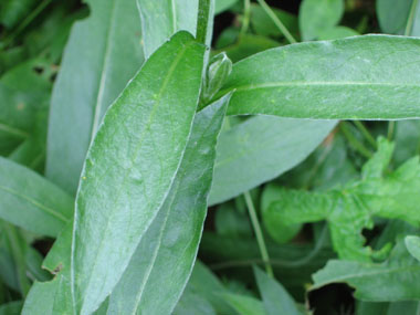 Feuilles lancéolées opposées. Agrandir dans une nouvelle fenêtre (ou onglet)