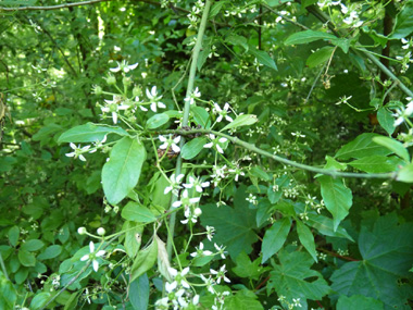 Petites fleurs blanches voire verdâtres d'un centimètre de diamètre. Agrandir dans une nouvelle fenêtre (ou onglet)
