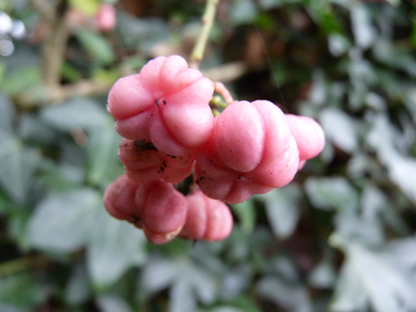 Fruits caractéristiques présentant 4 renflements, roses violacé à maturité. Agrandir dans une nouvelle fenêtre (ou onglet)