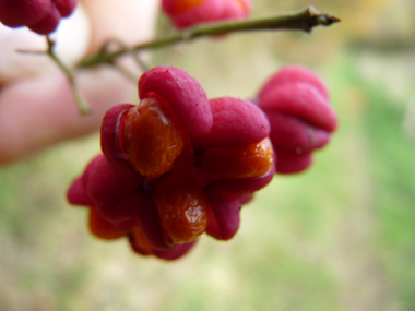 Fruits caractéristiques présentant 4 renflements, roses violacé à maturité. Agrandir dans une nouvelle fenêtre (ou onglet)