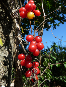 Petits fruits d'un centimètre, en forme de baie rouge à maturité. Agrandir dans une nouvelle fenêtre ou onglet)